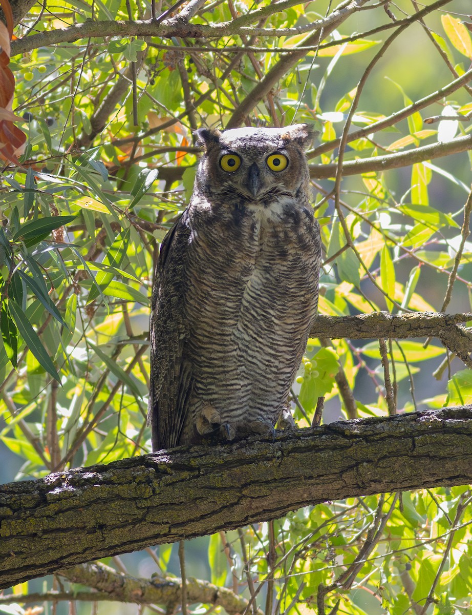 Great Horned Owl - ML607418961