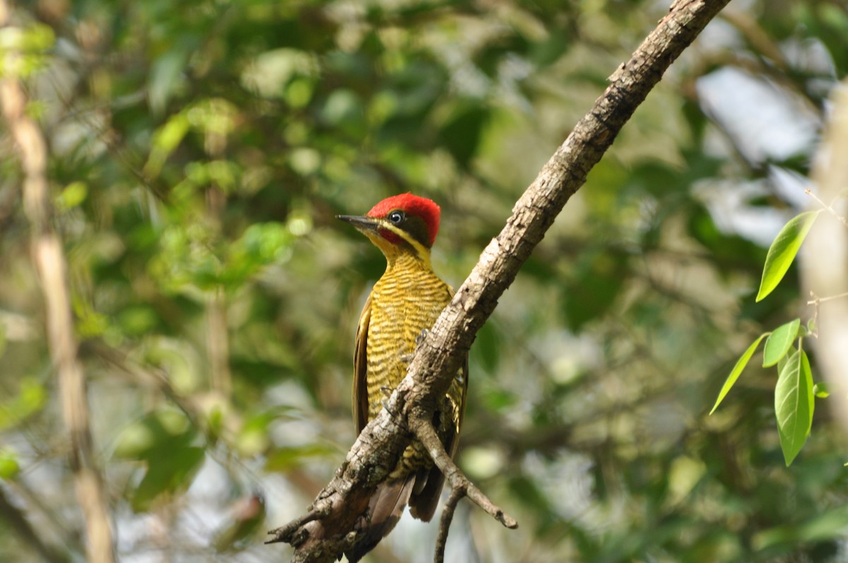 Golden-green Woodpecker - Fermin Zorrilla