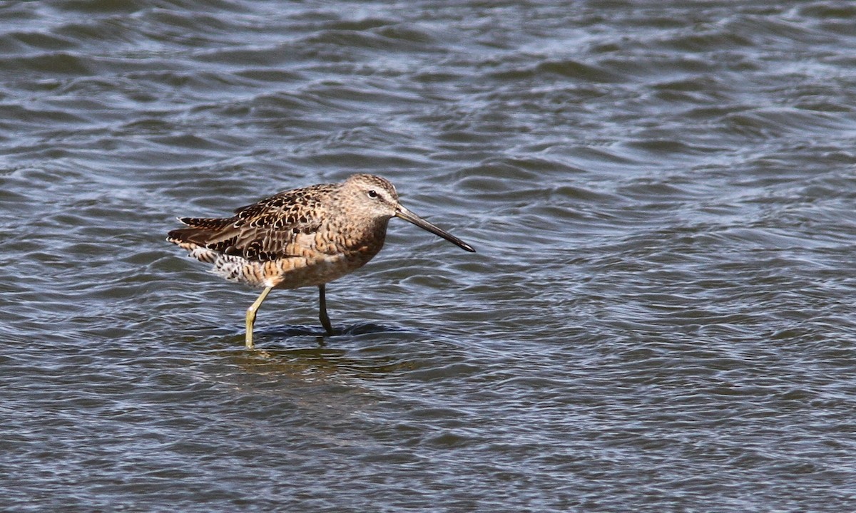 Long-billed Dowitcher - ML60742131