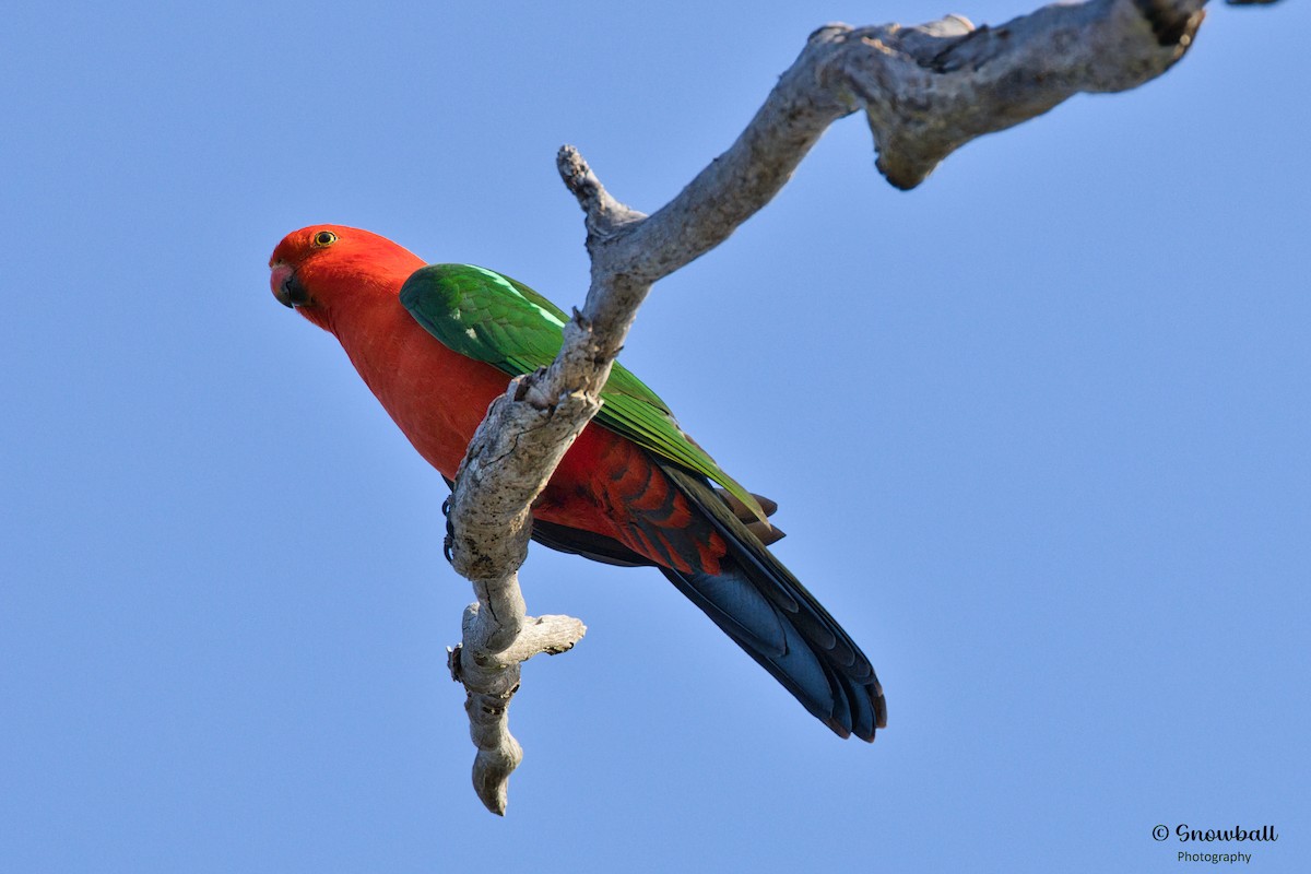 Australian King-Parrot - ML607425261