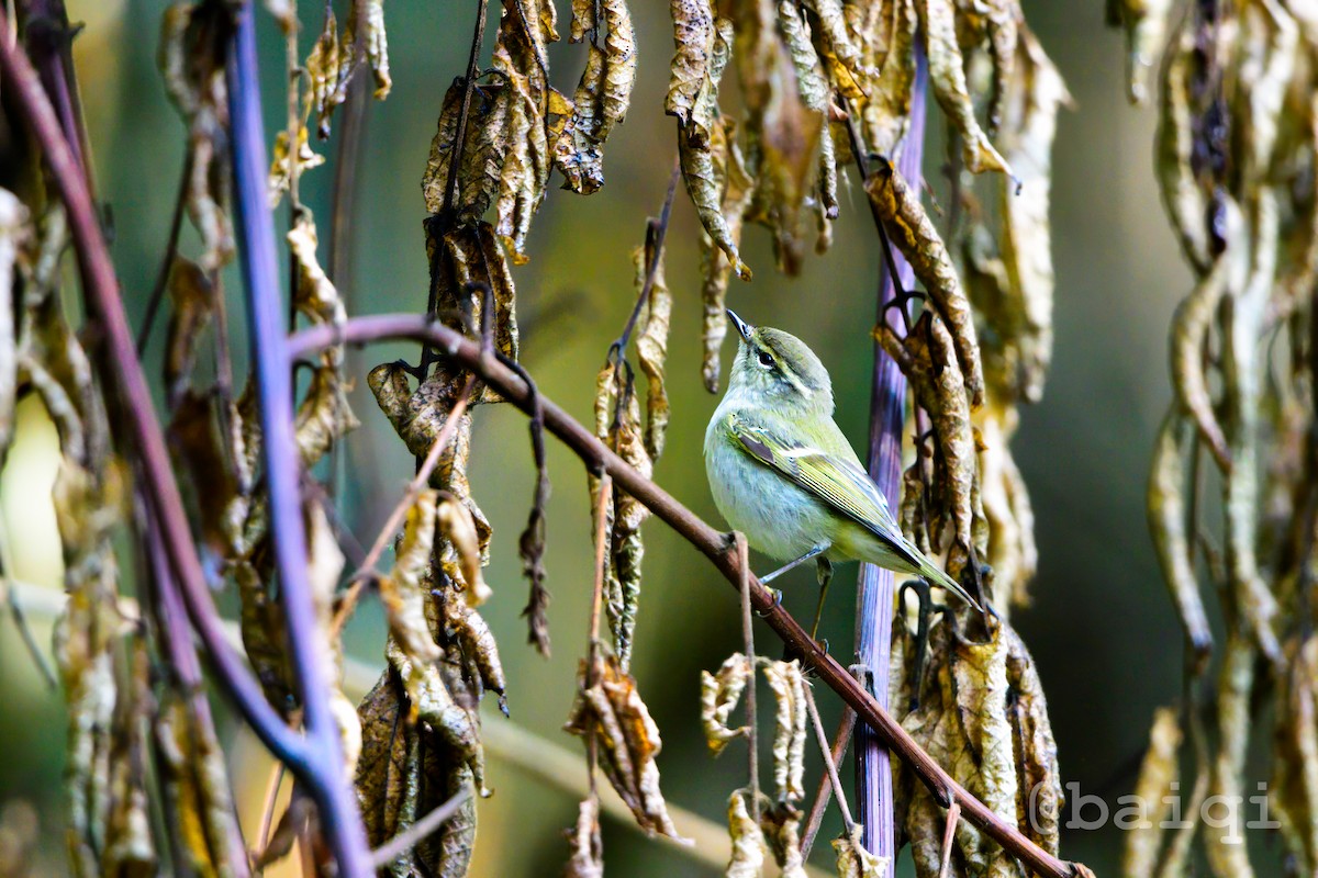 Hume's Warbler - ML607425731