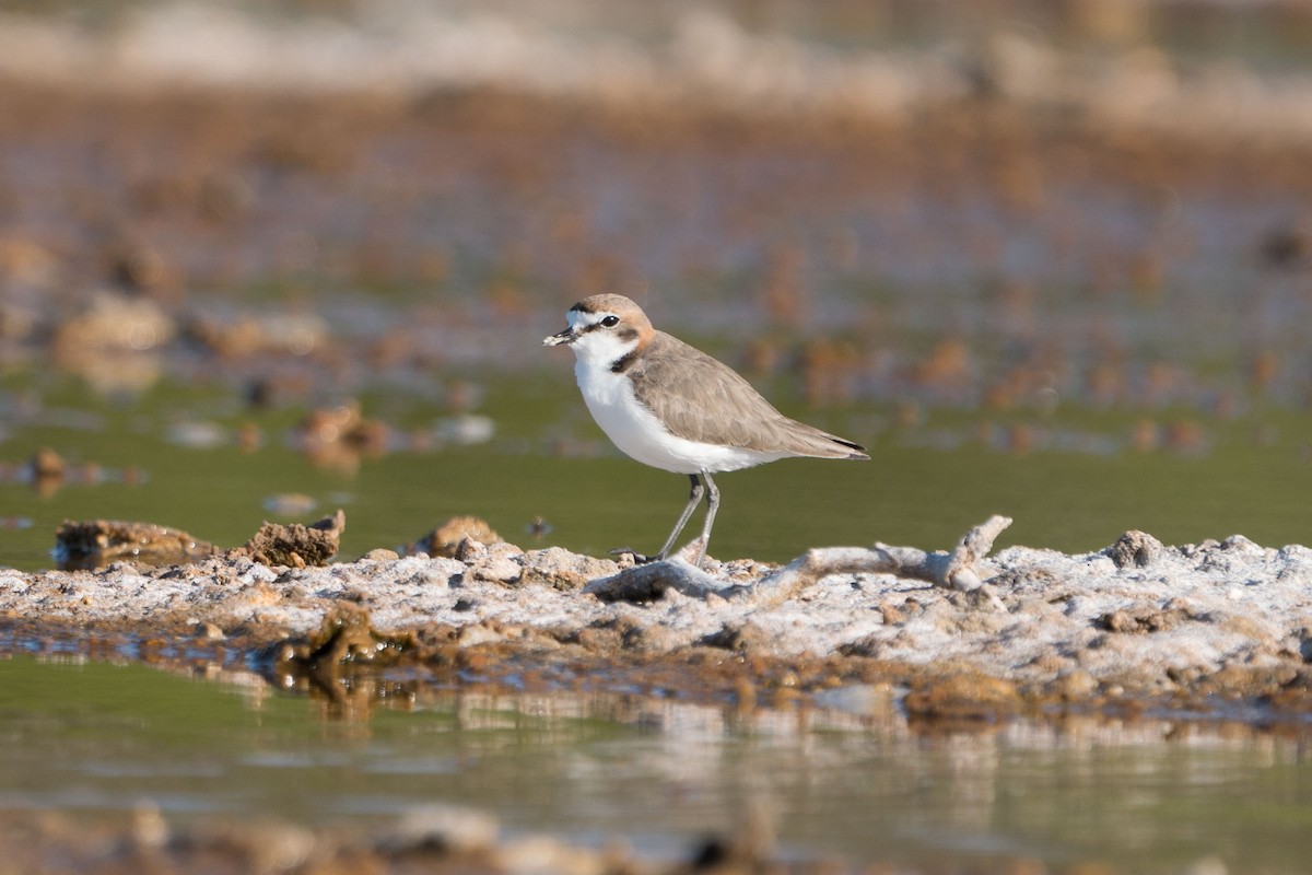 Red-capped Plover - ML607438531