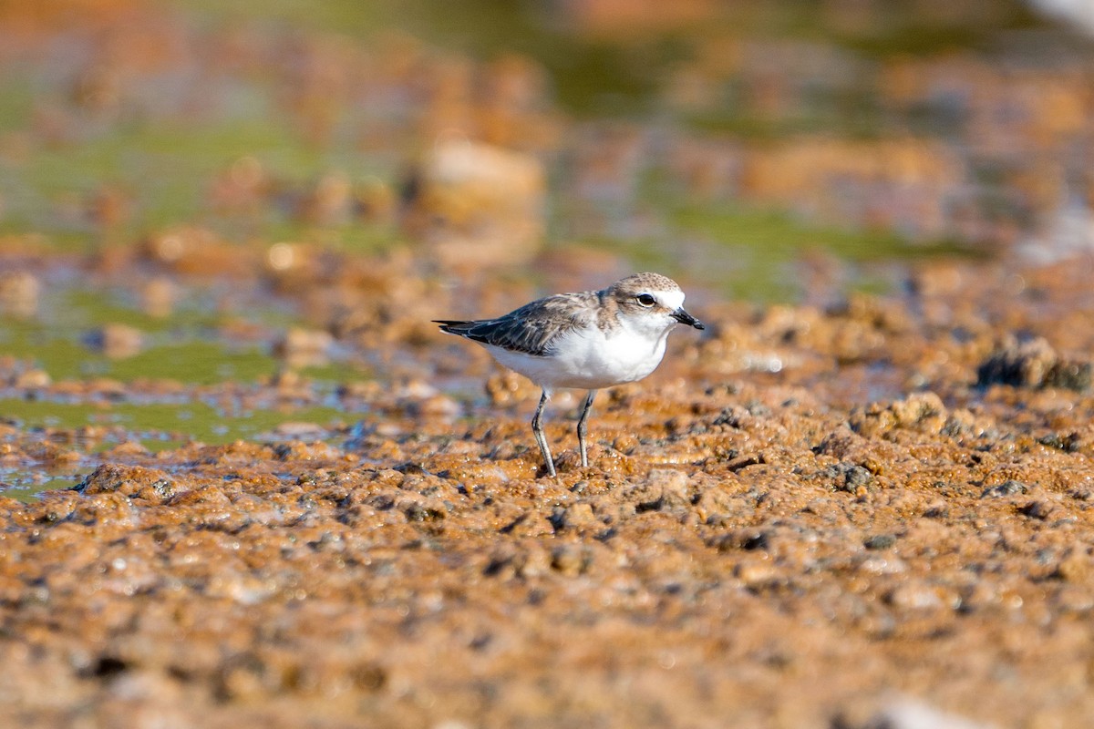 Red-capped Plover - ML607438561