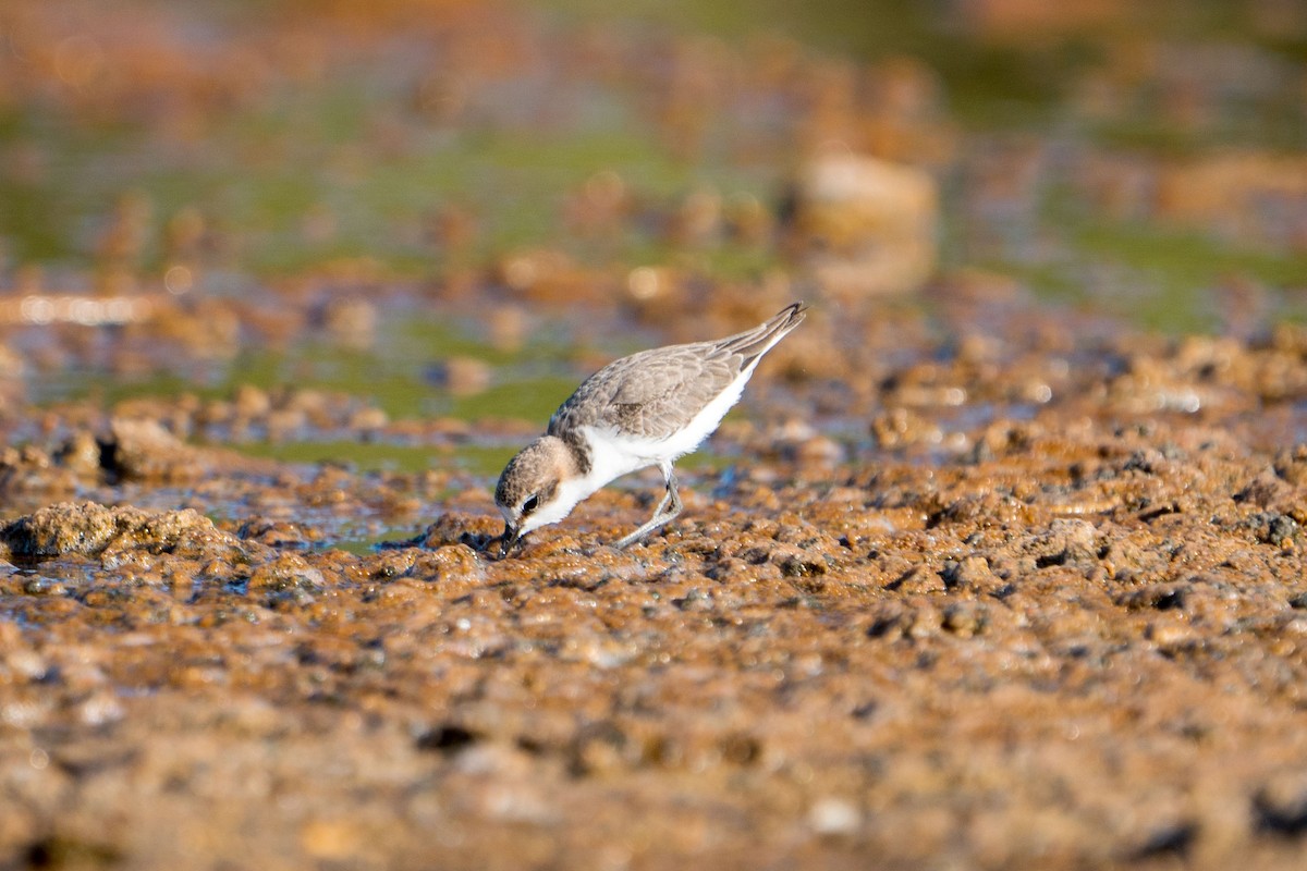 Red-capped Plover - ML607438591