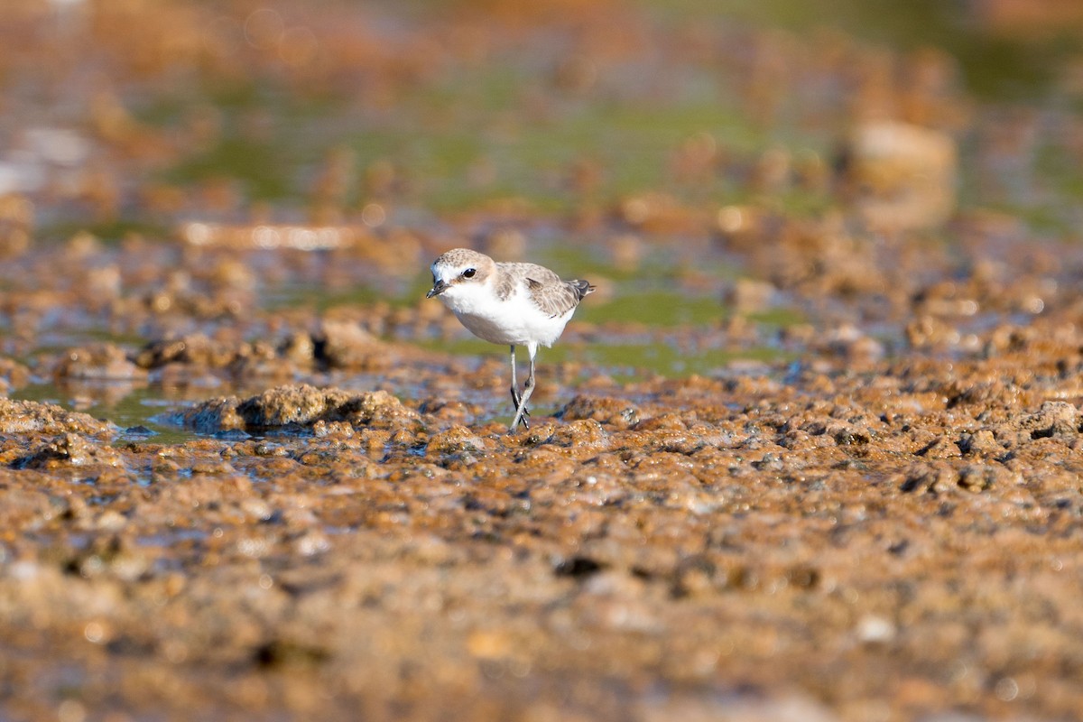 Red-capped Plover - ML607438601