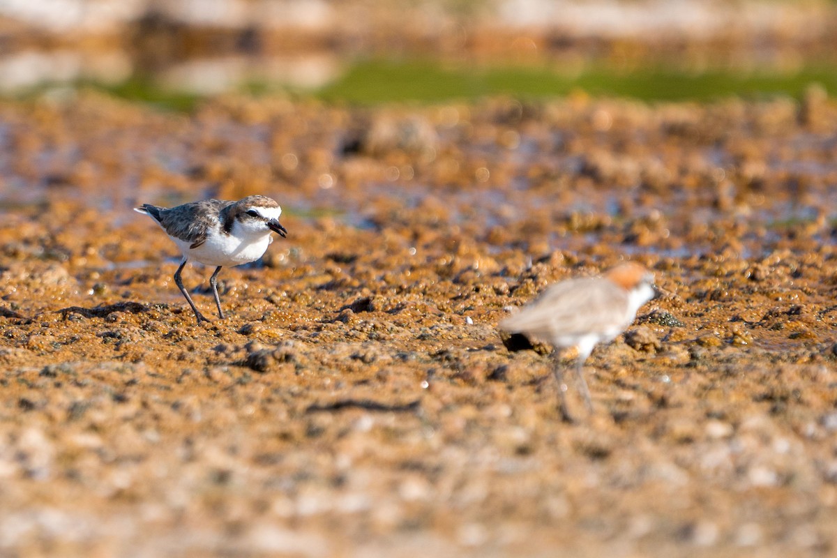 Red-capped Plover - ML607438611