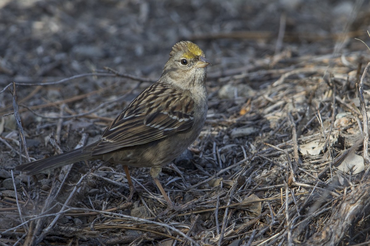 Golden-crowned Sparrow - Michael Stubblefield