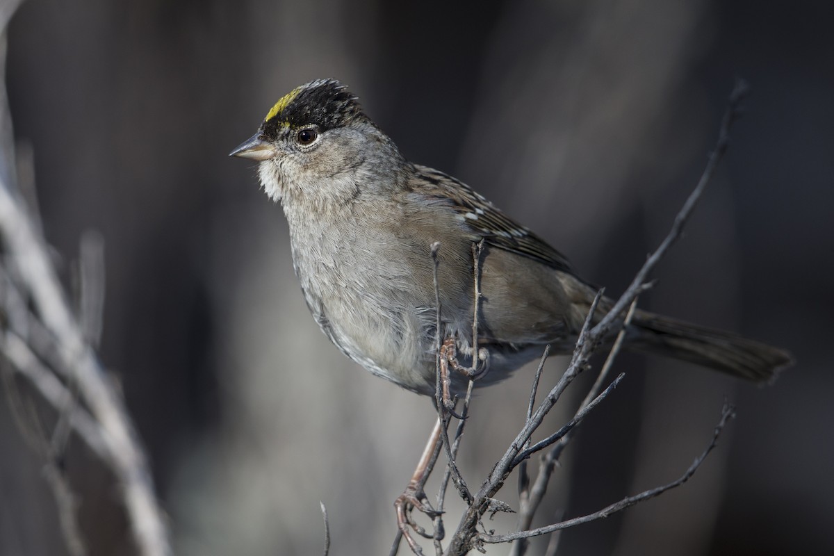 Golden-crowned Sparrow - ML607439531