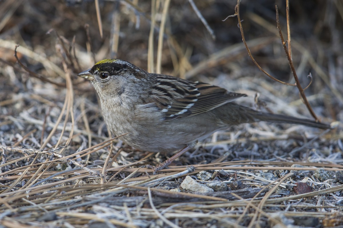 Golden-crowned Sparrow - ML607439561