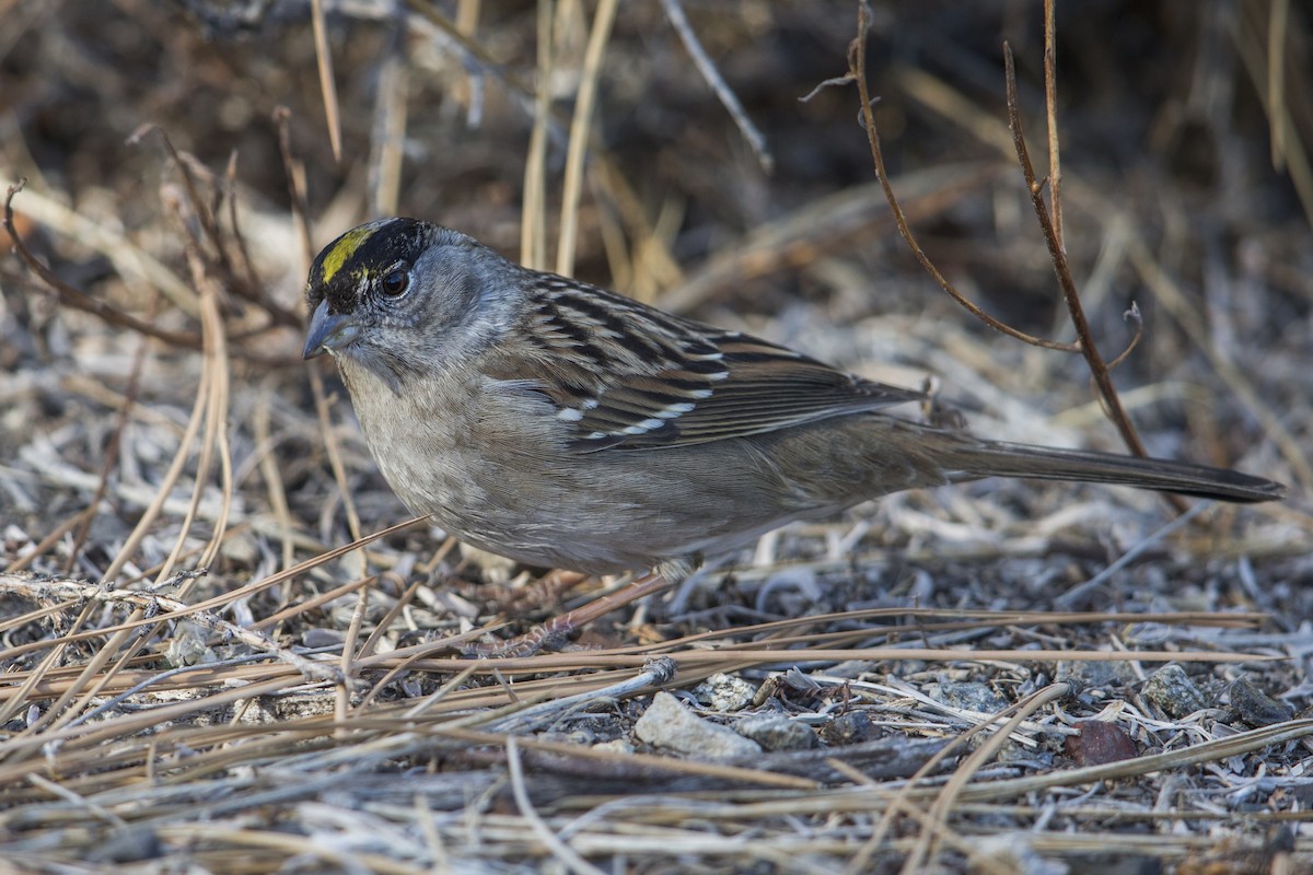 Golden-crowned Sparrow - ML607439571