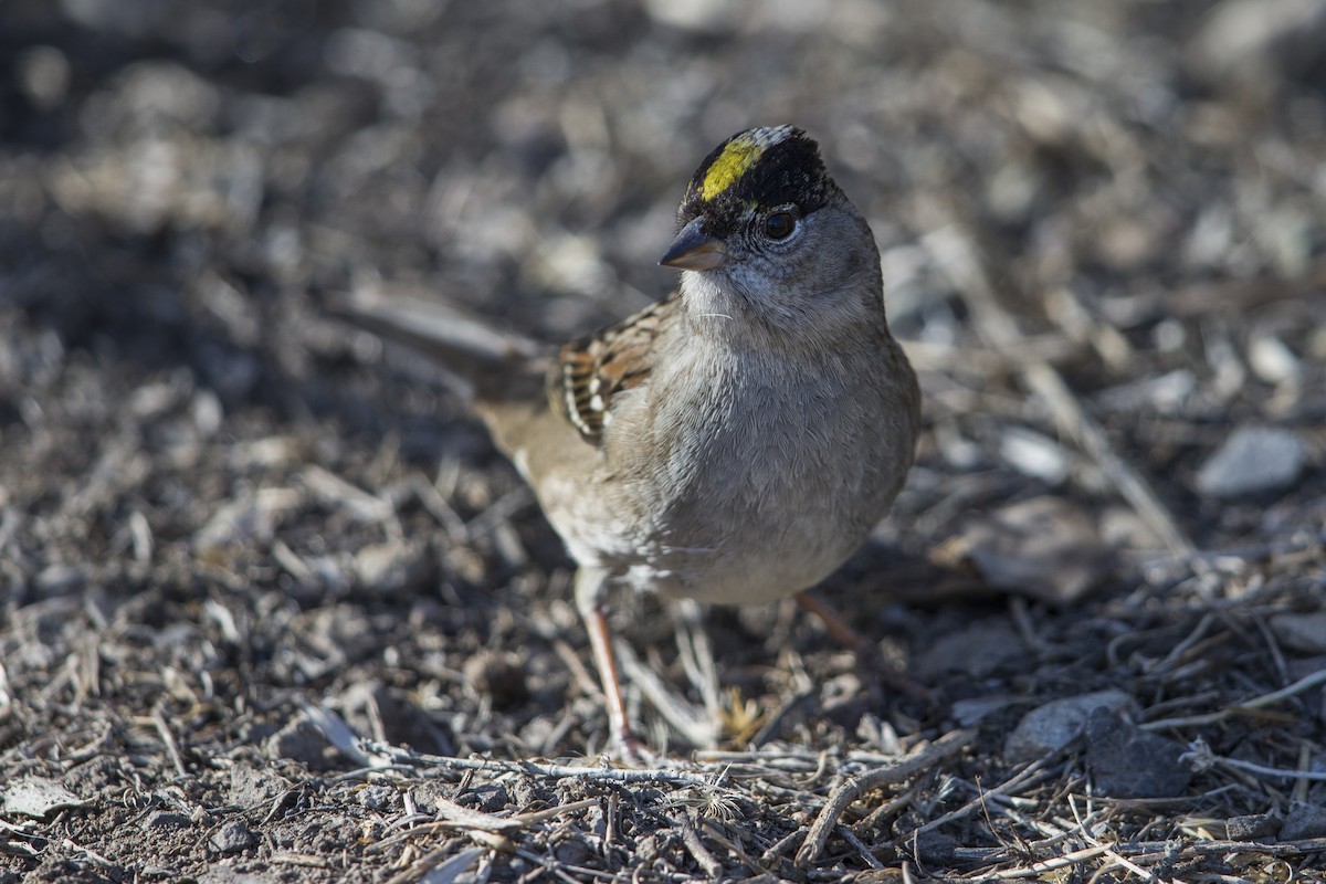 Golden-crowned Sparrow - ML607439581