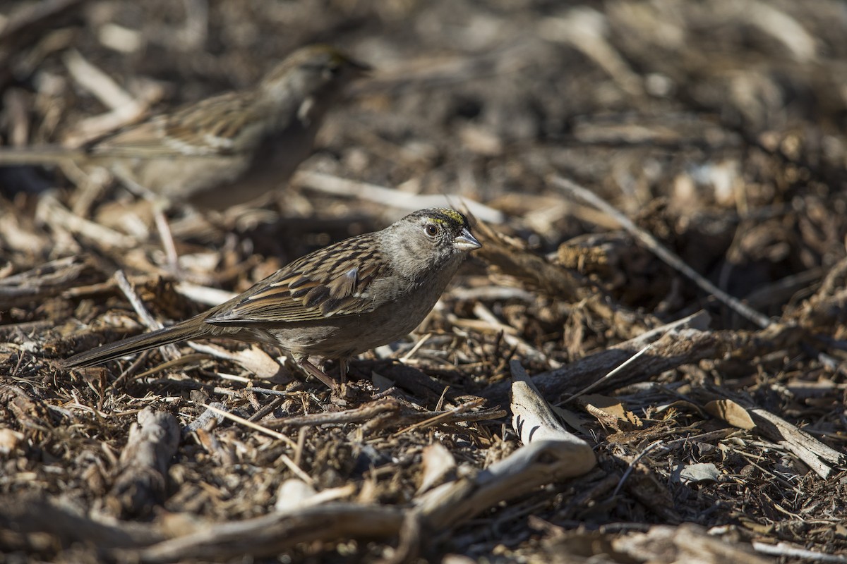 Golden-crowned Sparrow - ML607439591