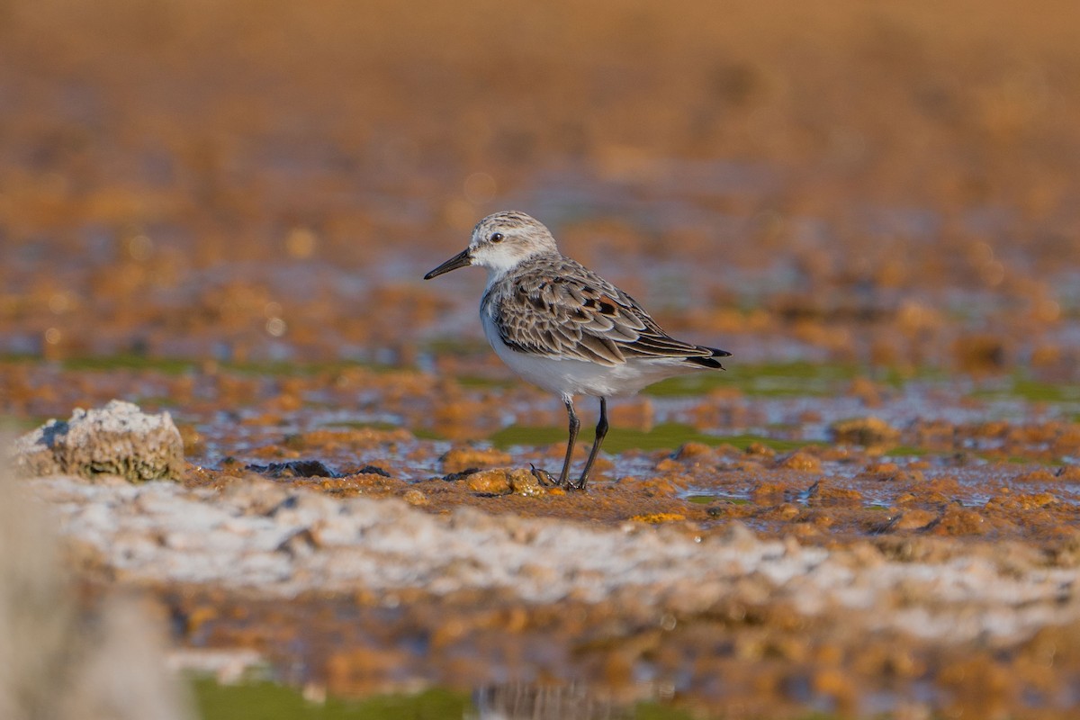 Red-necked Stint - Jafet Potenzo Lopes