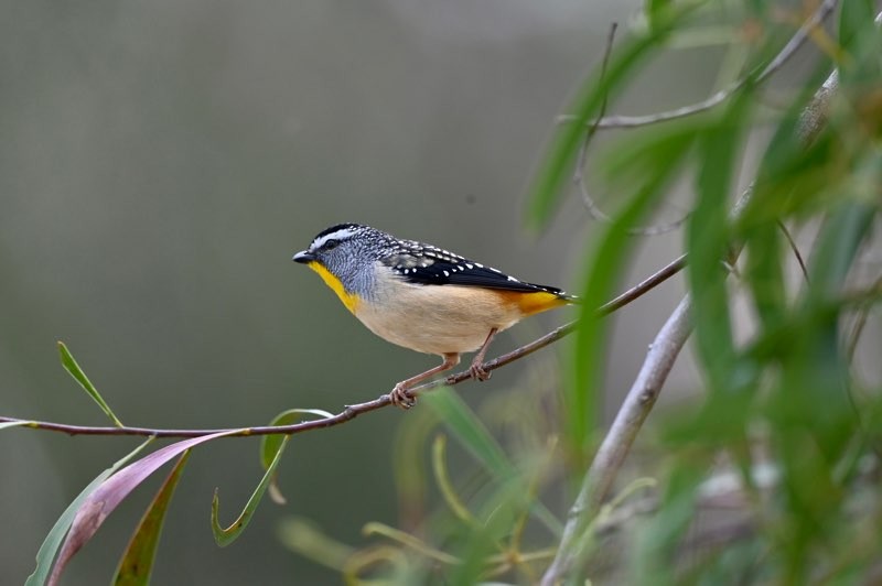 Spotted Pardalote - ML607442711