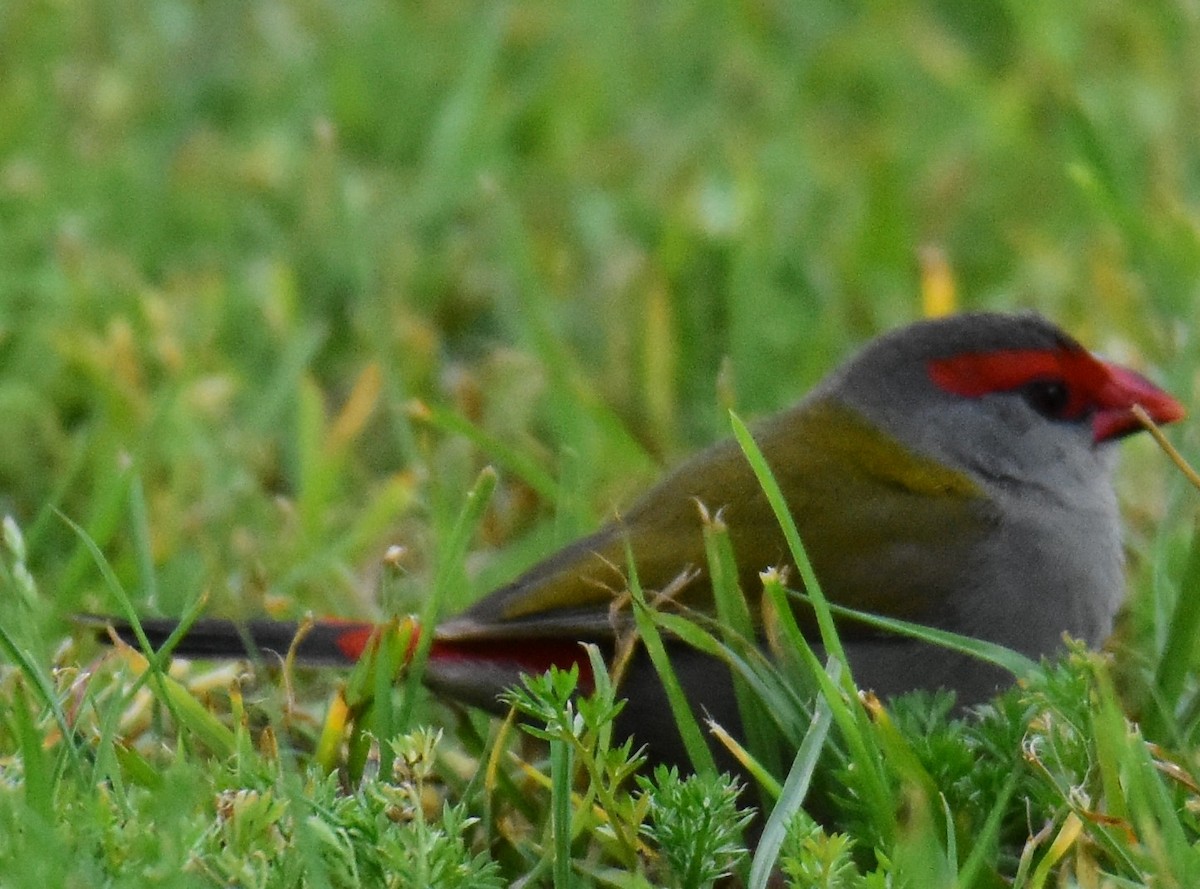 Red-browed Firetail - ML607448831