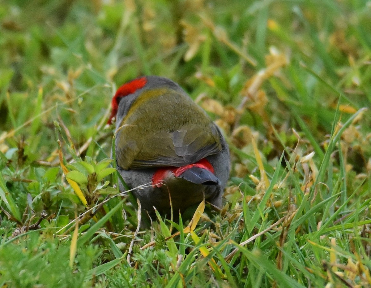 Red-browed Firetail - ML607448851