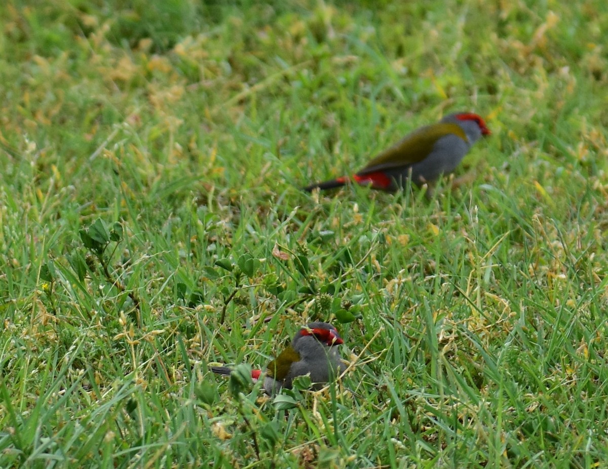 Red-browed Firetail - ML607448871