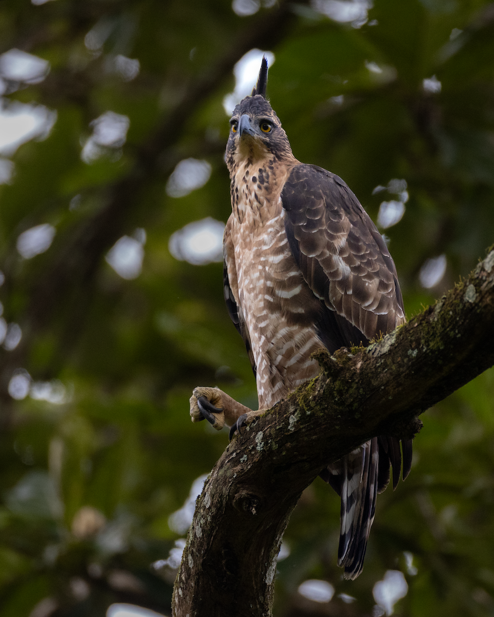 Legge's Hawk-Eagle - Varun Sharma