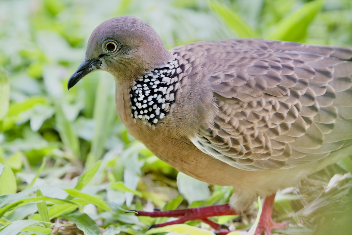 Spotted Dove (Eastern) - ML607450791