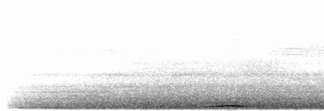 holub tenkozobý - ML607452721