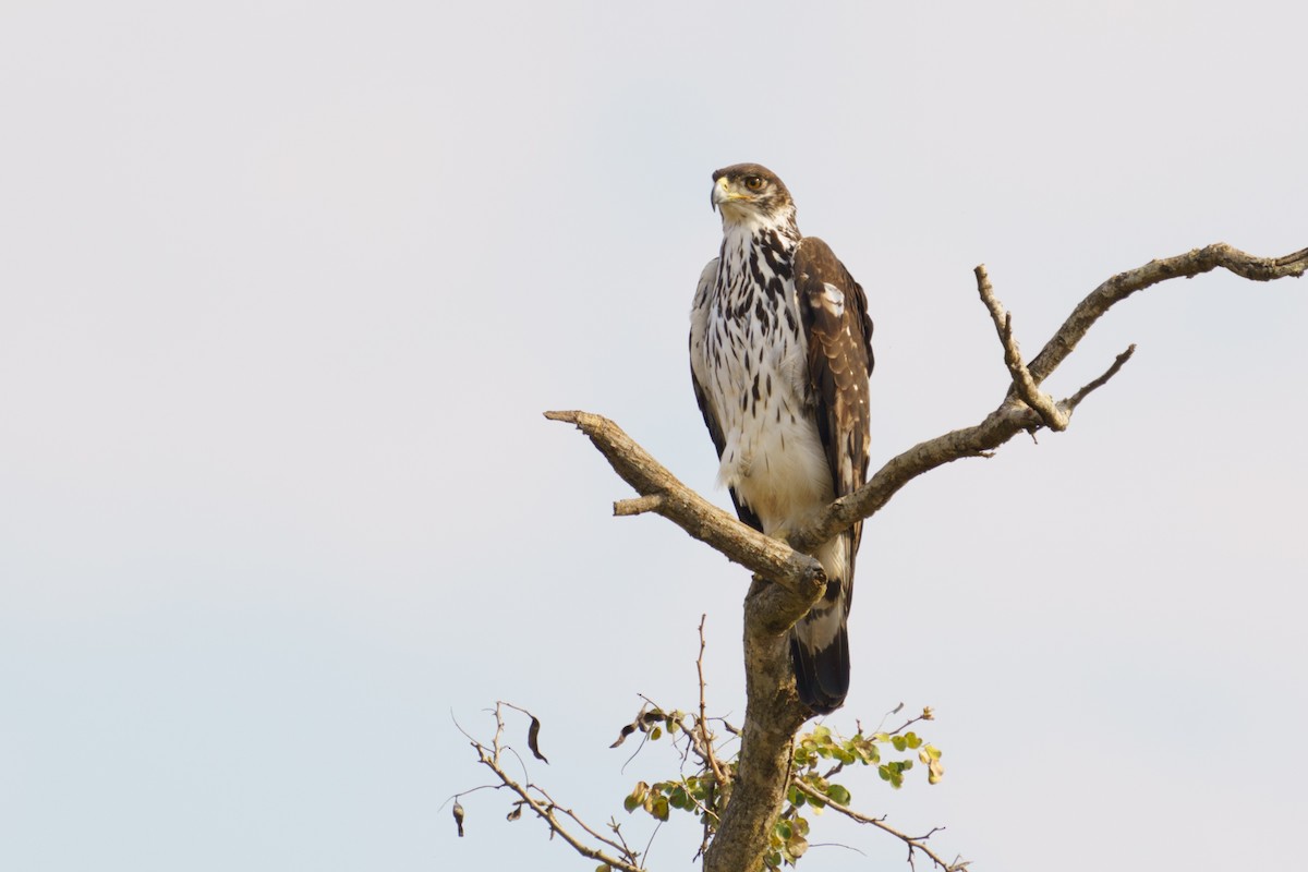 African Hawk-Eagle - Reece Dodd