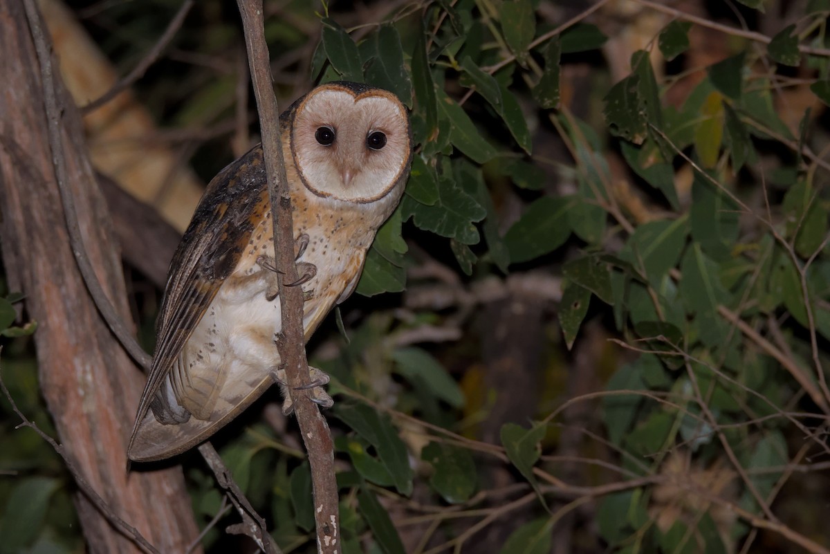 Australian Masked-Owl - ML607454071