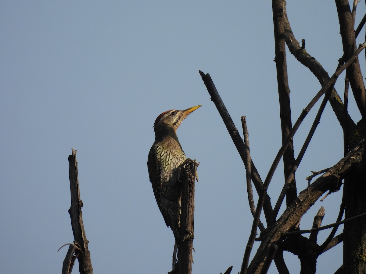 Scaly-bellied Woodpecker - ML607455331
