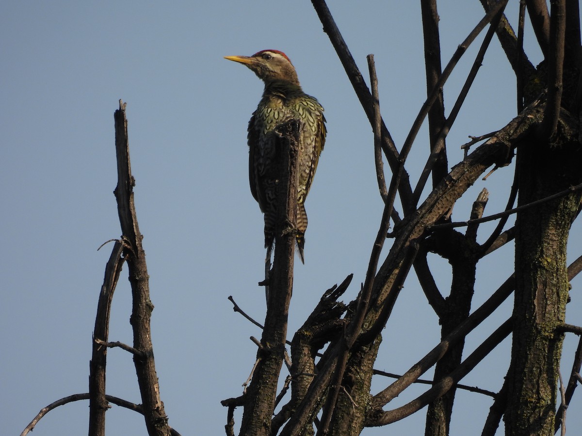 Scaly-bellied Woodpecker - ML607455341