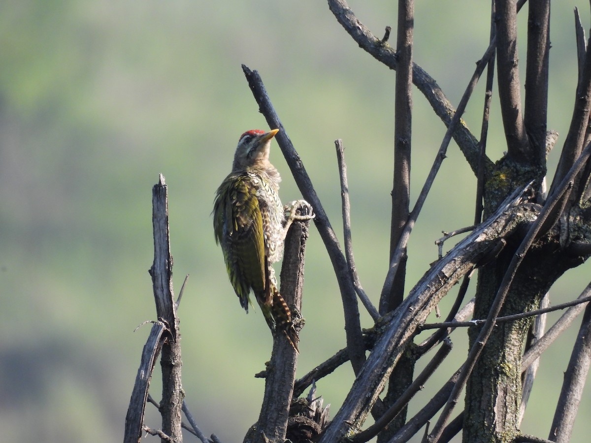 Scaly-bellied Woodpecker - ML607455361