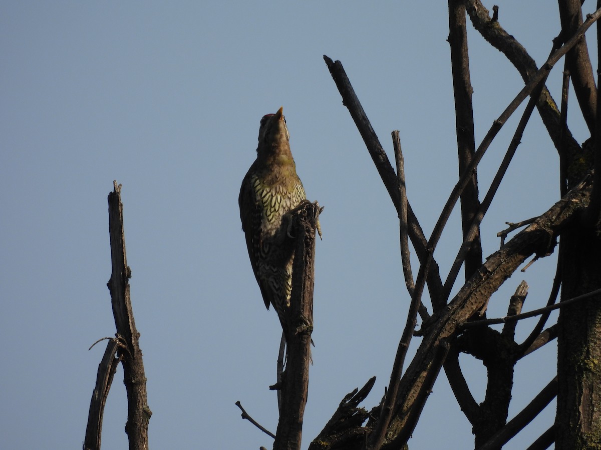 Scaly-bellied Woodpecker - ML607455371