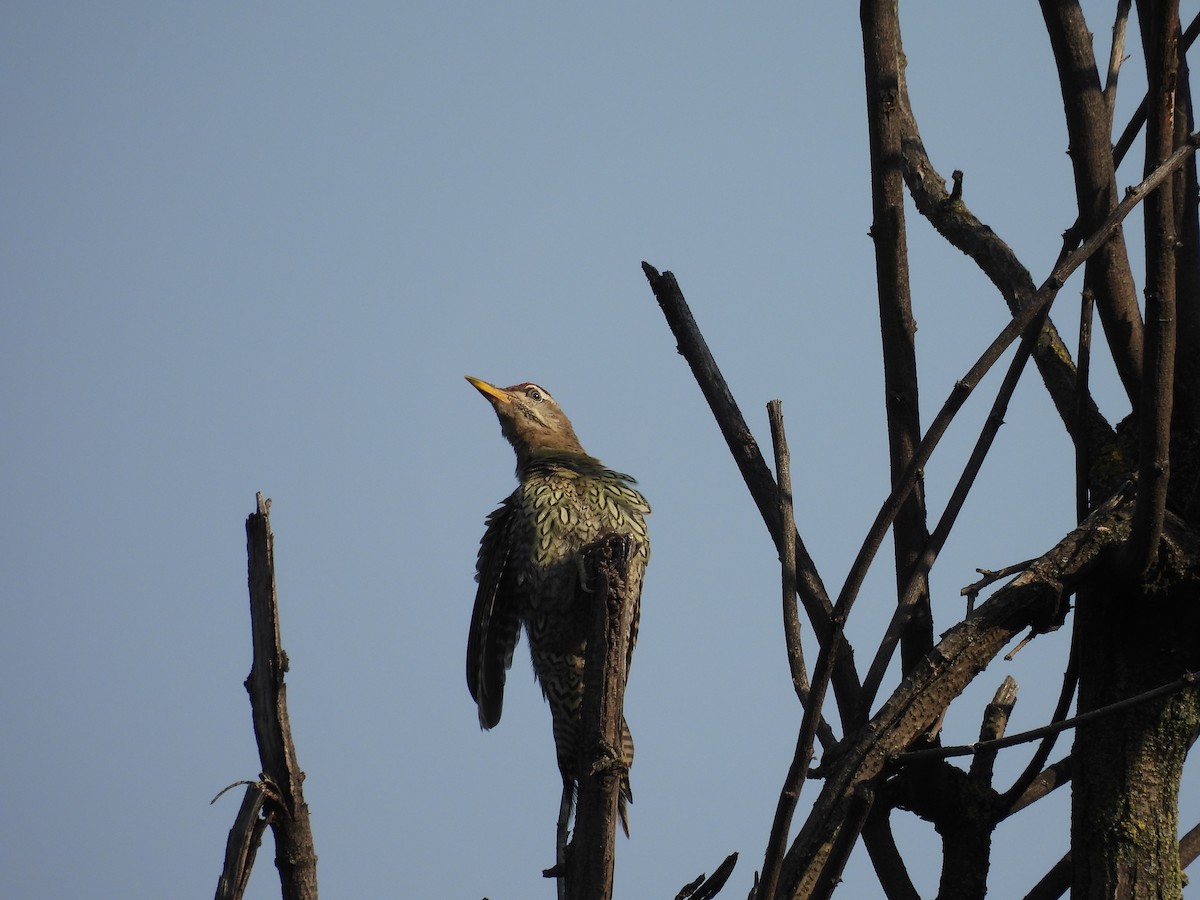 Scaly-bellied Woodpecker - ML607455381