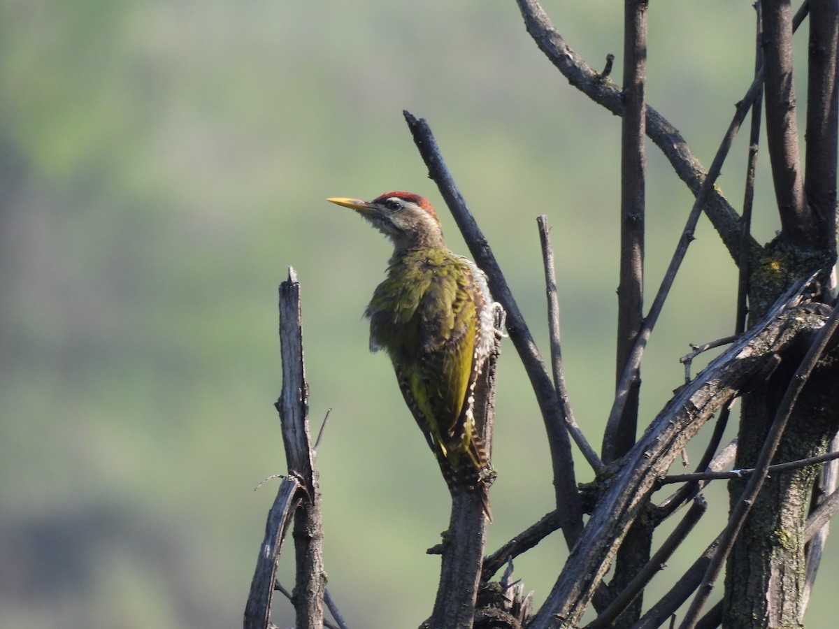 Scaly-bellied Woodpecker - ML607455391