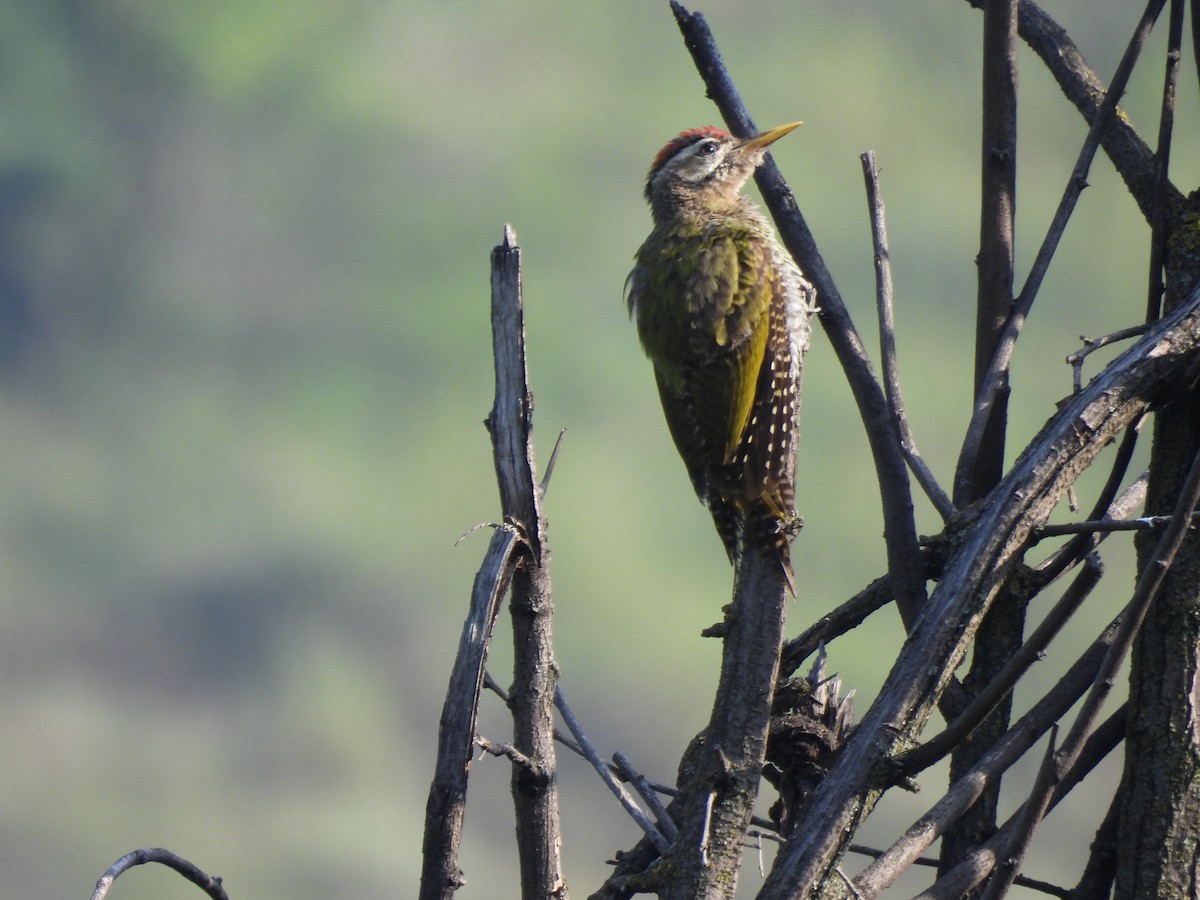 Scaly-bellied Woodpecker - ML607455401