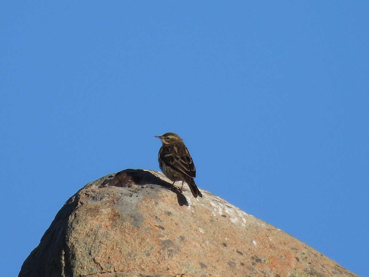 Rosy Pipit - ML607464781
