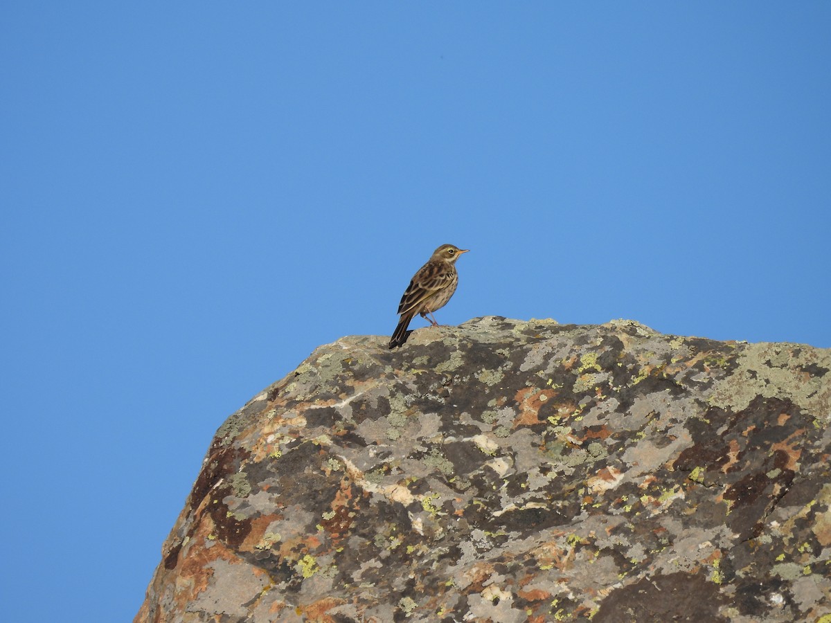 Rosy Pipit - ML607468081
