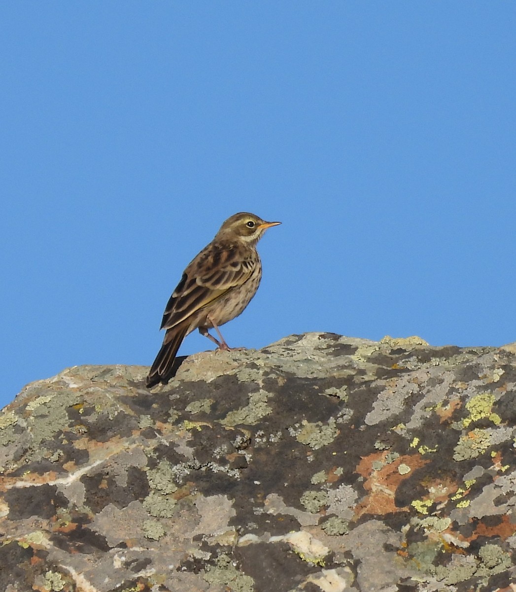 Rosy Pipit - ML607468091