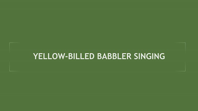 Yellow-billed Babbler - ML607468471