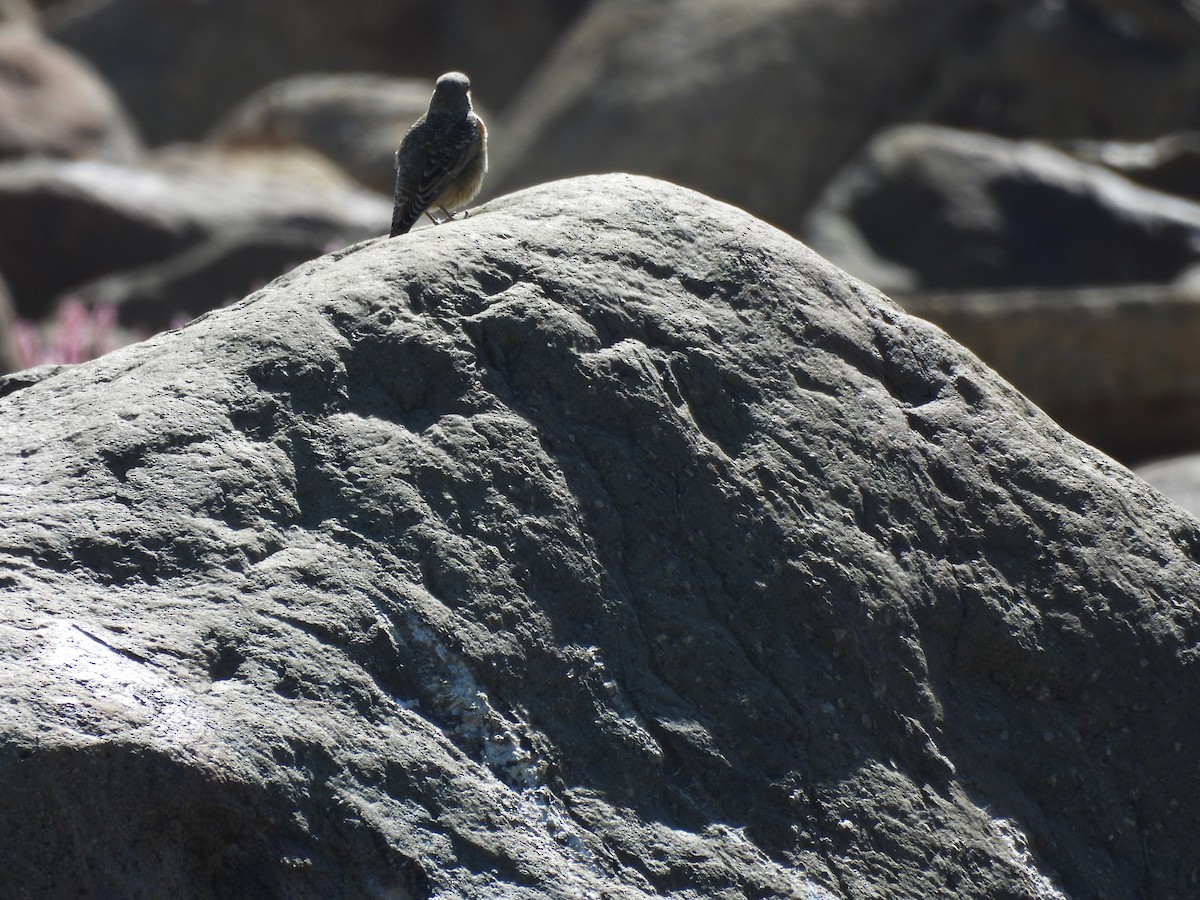 Rufous-tailed Rock-Thrush - Chandrika Khirani
