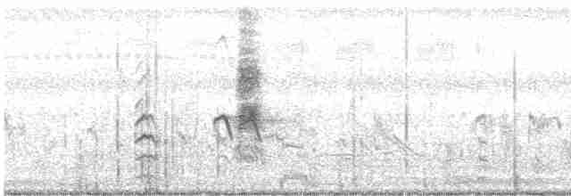 חרטומית חדת-זנב - ML607472401