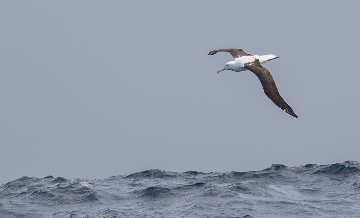 Royal Albatross (Northern) - ML607475481