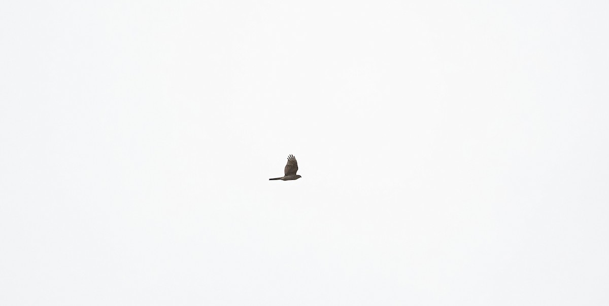 Eurasian Sparrowhawk - ML607475771