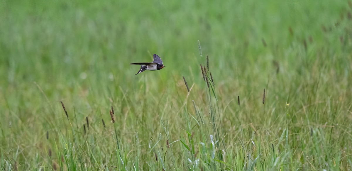 Barn Swallow (White-bellied) - ML607476821