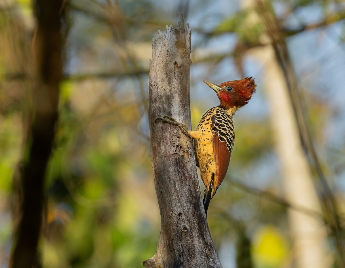 Rufous-headed Woodpecker - ML607479441