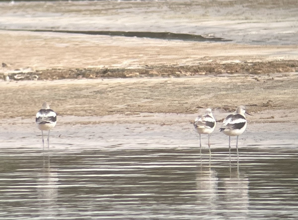 eBird Checklist - 27 Aug 2023 - Louisville Water Company Ponds (park ...