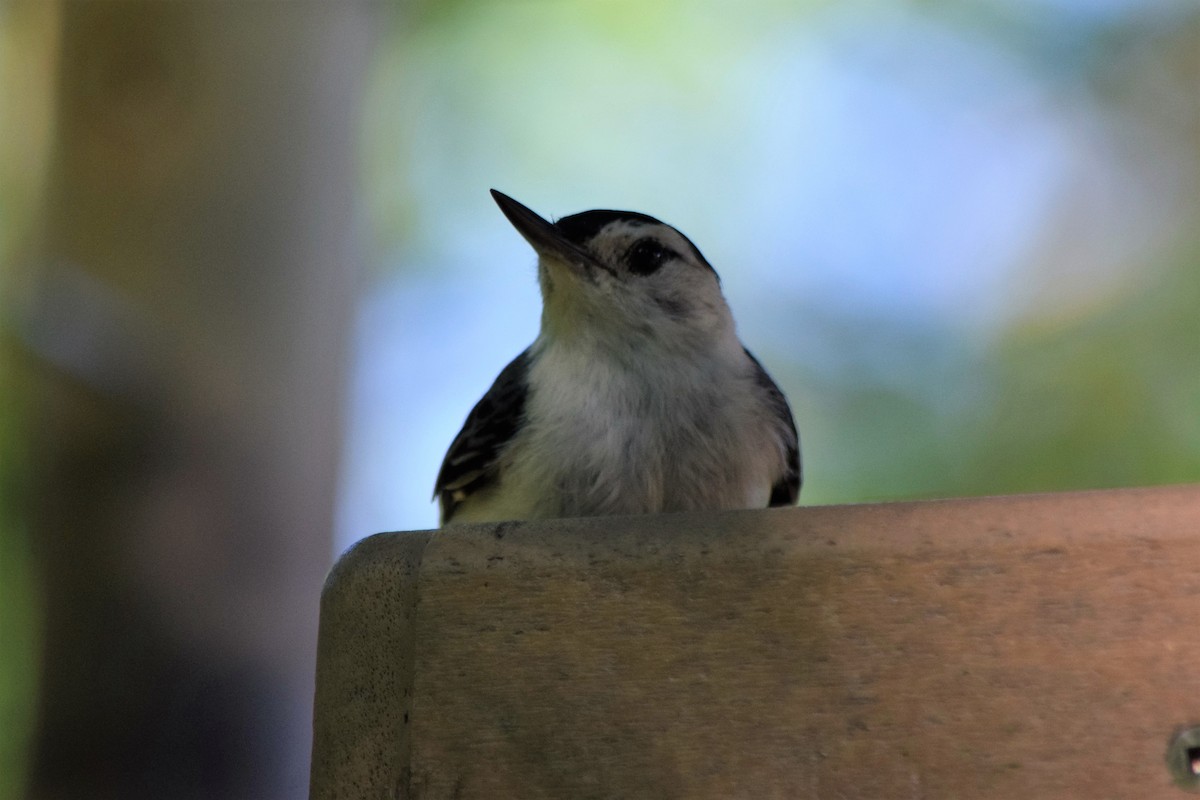White-breasted Nuthatch - Anne Mytych