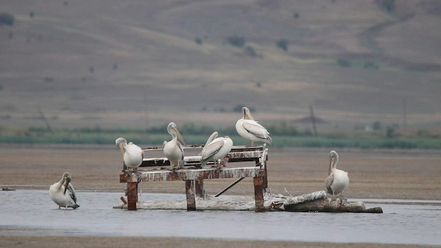 pelikán kadeřavý - ML607484771