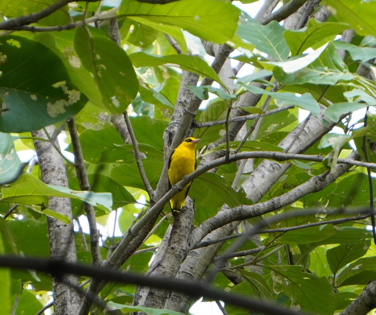 Indian Golden Oriole - ML607491801