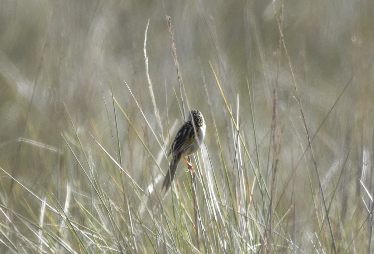 Lesser Grass-Finch - ML607492181