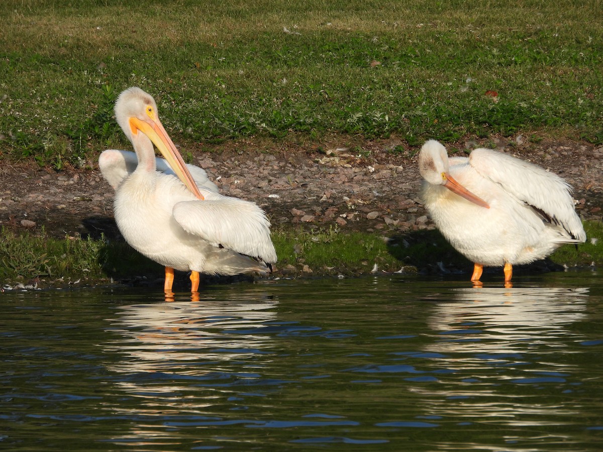 pelikán severoamerický - ML607492961