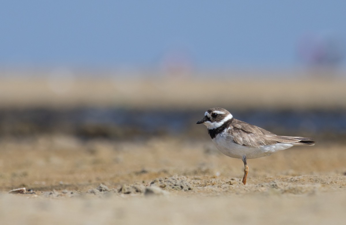 Common Ringed Plover - ML607494161